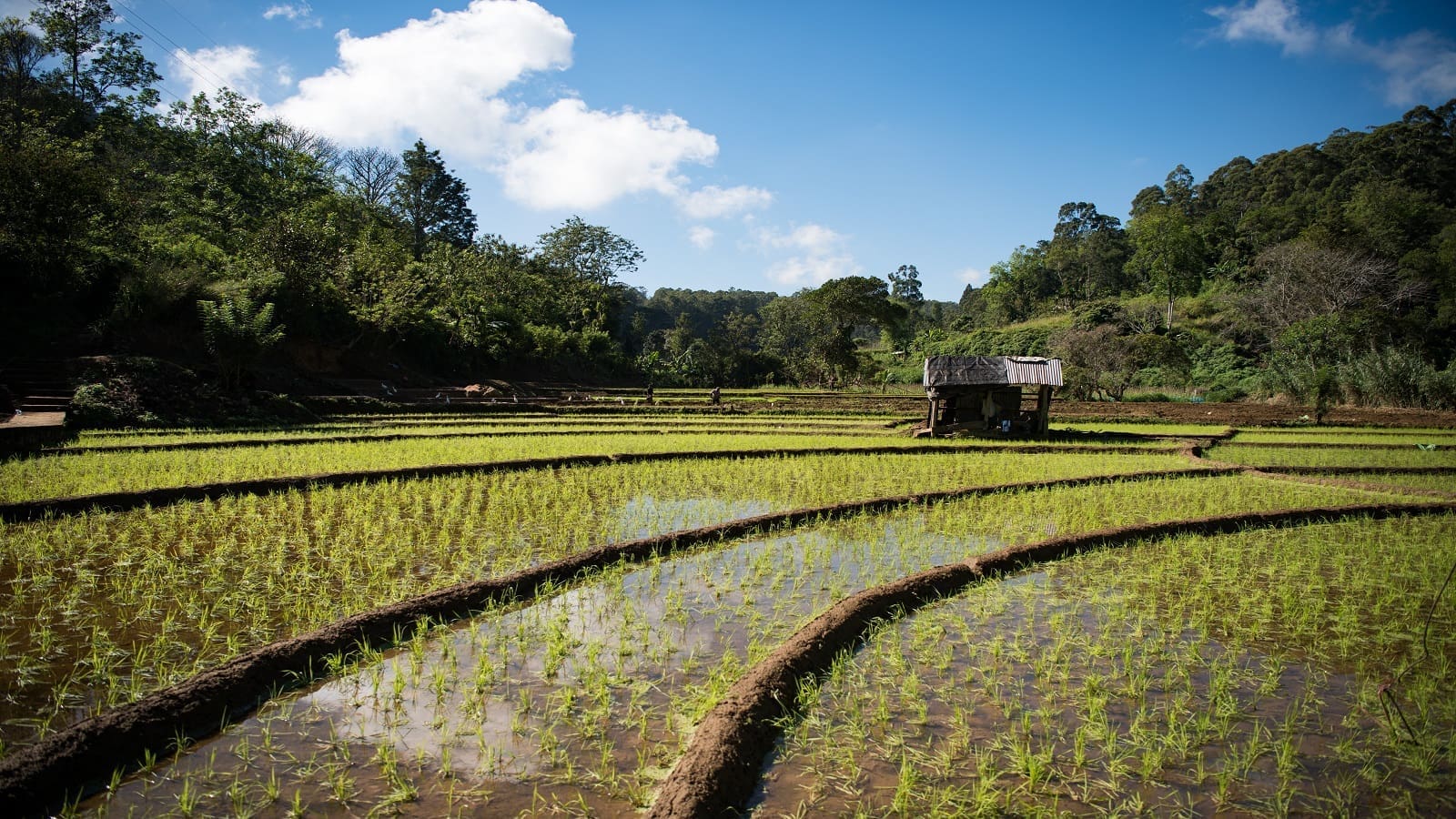 UAE investment firms ink deal to develop Angola’s agribusiness sector ...