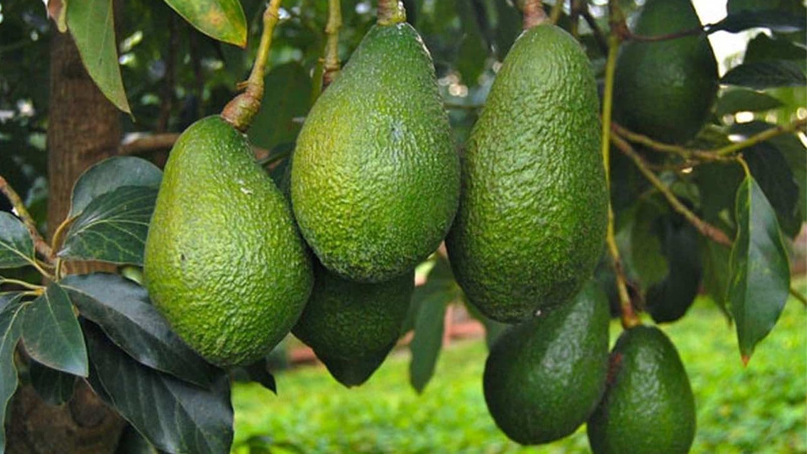 Rwanda to begin avocado exports to China after new trade protocol ...
